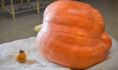 ZAPALLO GIGANTE PUNTANO VA A CONCURSO