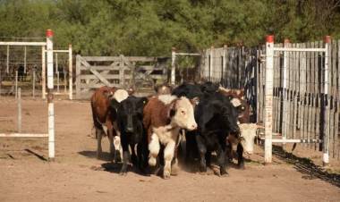 QUINES: recría de terneros con suplementación a campo