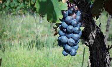 Créditos a productores vitivinícolas de San Luis