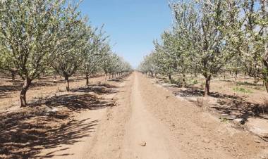 CANDELARIA: se producen grandes volúmenes de almendras