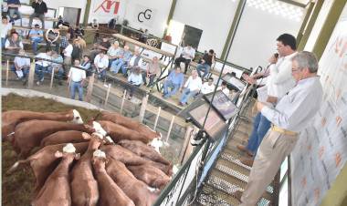 BUENA ESPERANZA: remate de toros Braford