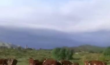Un periodista dice que Hissa limpia con vacas las plazas saludables.Desidia y abandono Municipal 