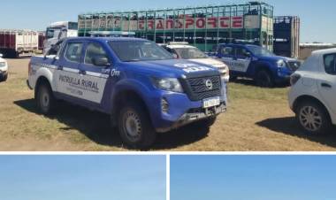 Recuperaron 1 mil vacunos de San Luis, que habían sido comprados con cheques sin fondos . La Policía de Córdoba los ubicó entre Chaján y Sampacho.