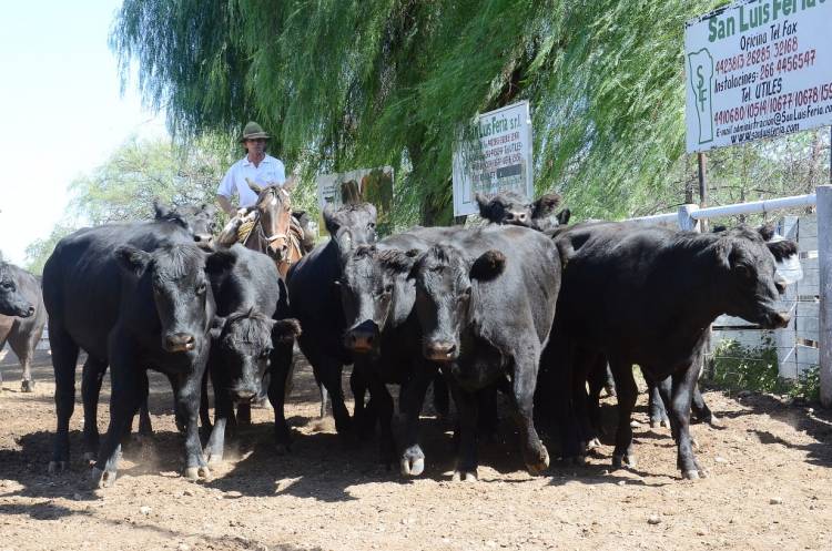 EA en modo ganadero: nueva subasta de San Luis Feria