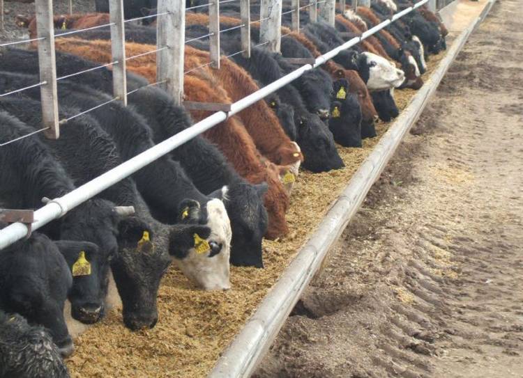 EA y el campo: feedlots con bajo encierre y altas pérdidas