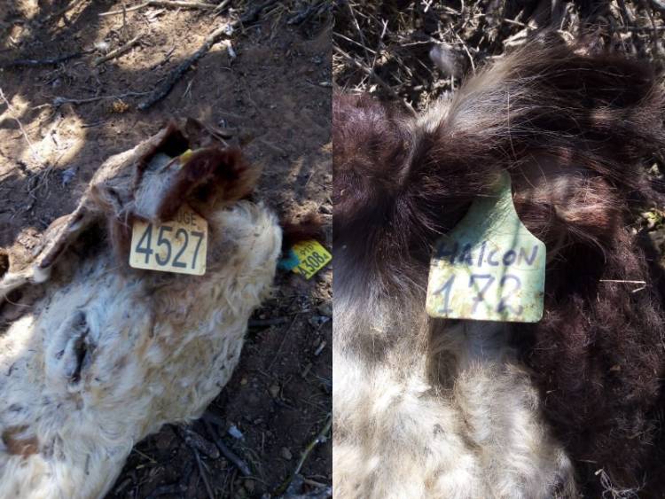 San Jerónimo: carnearon una vaca y un toro de cabaña