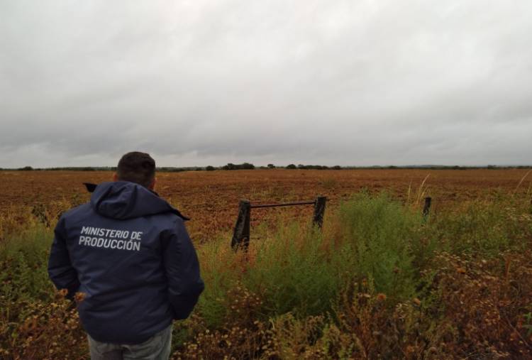  PEDERNERA: monitoreos en campos de maní
