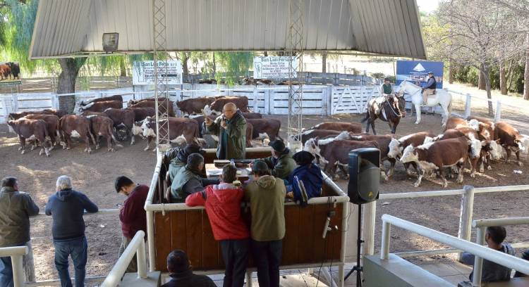 San Luis Feria subastó 1.600 cabezas