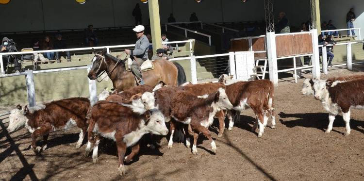 San Luis Feria remató terneros livianos