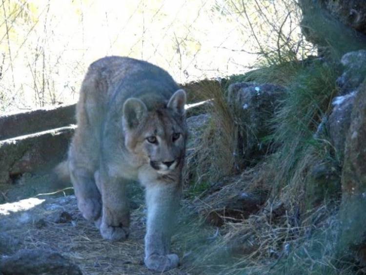 OJO DEL RÍO: se topó con un puma al salir de la escuela