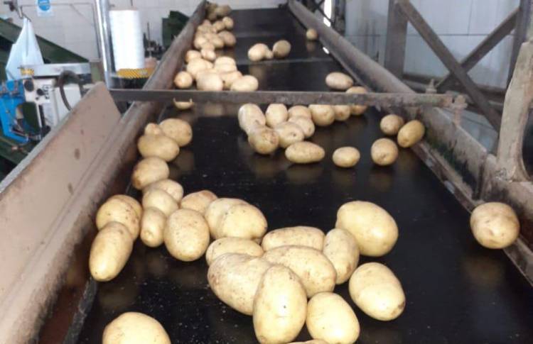 CANDELARIA: exportan a Chile 12.500 kilos de papa