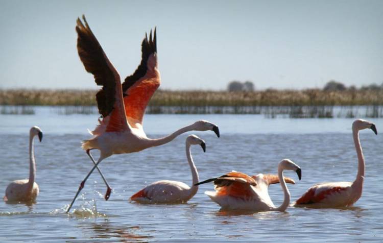 Crearon un nuevo Parque Nacional sobre la Laguna Mar Chiquita
