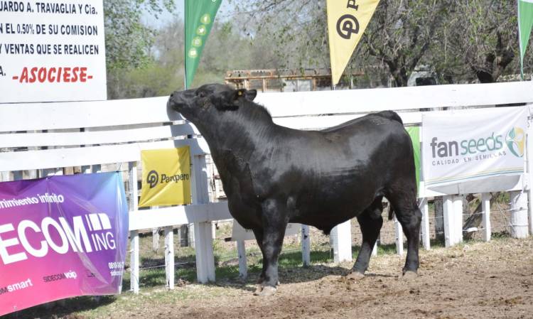 Pagaron hasta $750 mil por toros Angus puros de pedigrí