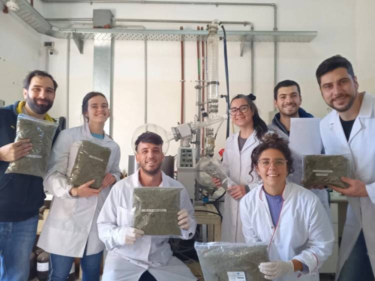 Producen aceite de cannabis para la comunidad