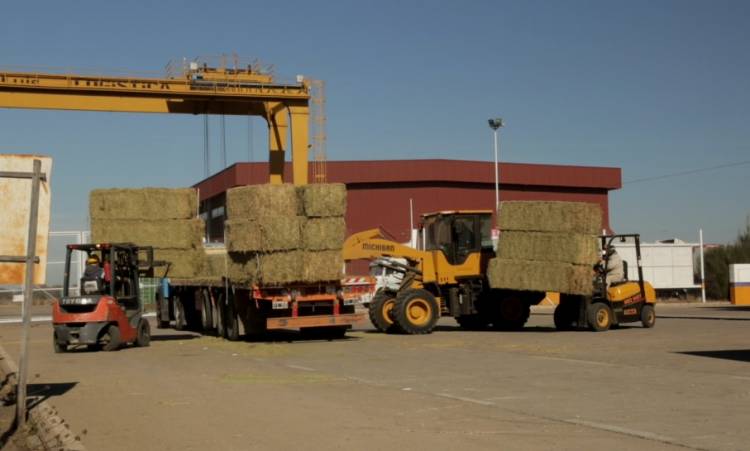 PRIMERAS EXPORTACIONES DEL AÑO DE ALFALFA A MEDIO ORIENTE