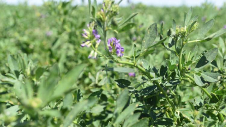 CAMPO: el libro que el INTA publicó sobre la alfalfa