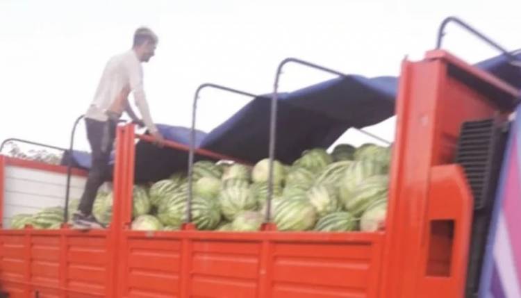 CANDELARIA: 9500 kilos de sandía cosechados