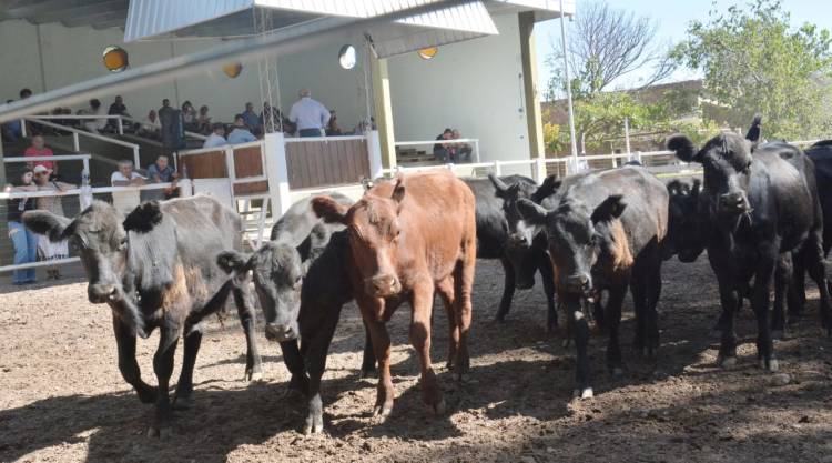 PRIMER REMATE DE MARZO DE SAN LUIS FERIA