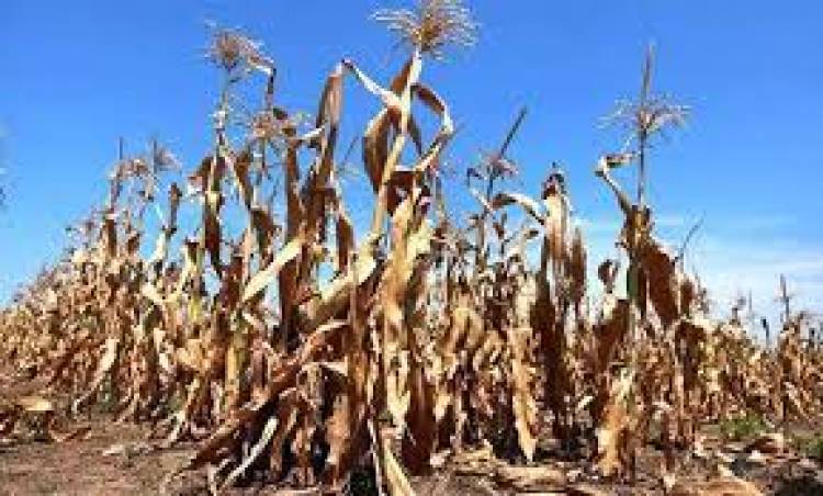 SAN LUIS EN EMERGENCIA AGROPECUARIA