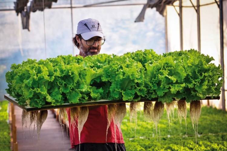 La lechuga hidropónica gana espacio en el mercado local
