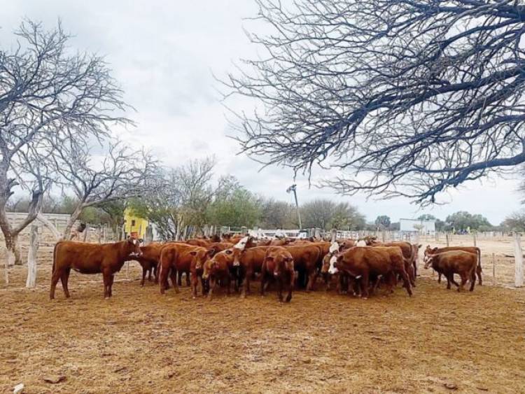 QUINES: novedosa experiencia en recría bovina