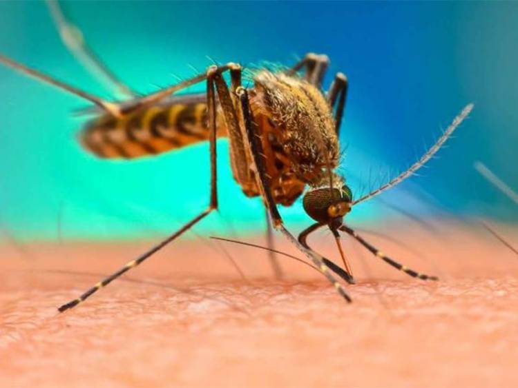 SE DETECTARON CUATRO CASOS DE DENGUE