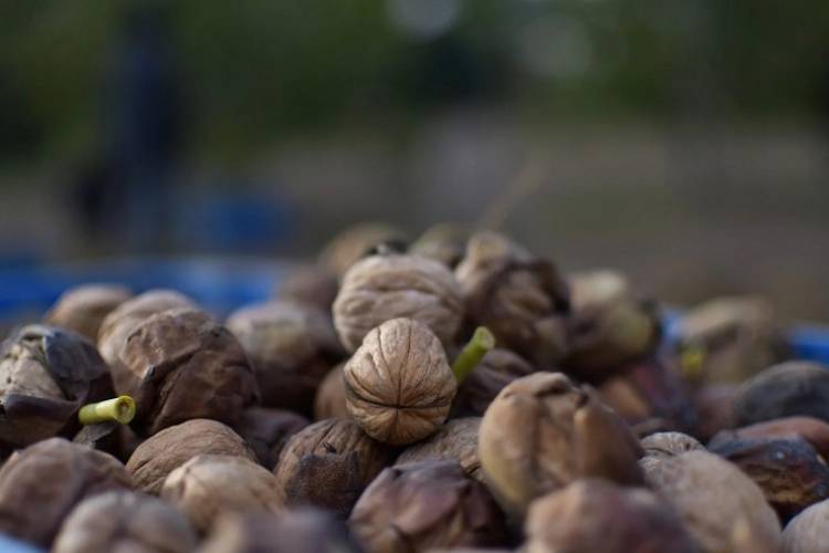 CAMPO: generosa temporada de nueces en Sol Puntano