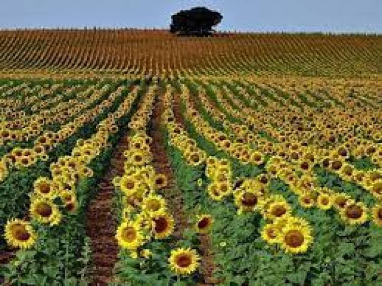 San Luis: cayó la intención de siembra de girasol