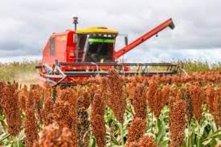 Sorgo: en San Luis la producción total fue de 140.588 tn