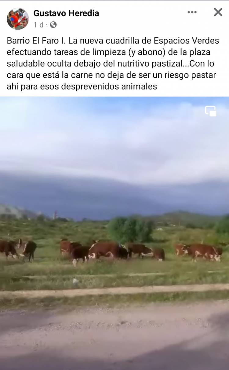 Un periodista dice que Hissa limpia con vacas las plazas saludables.Desidia y abandono Municipal 