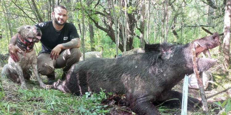 Emiliano Sordi caza chanchos con dogos en la Argentina y Estados Unidos: Allá le agradecen y acá algunos no entienden que brinda un servicio público.El Dogo Argentino ya se usa en EEUU para reducir personas .